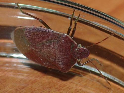 Acrosternum heegeri