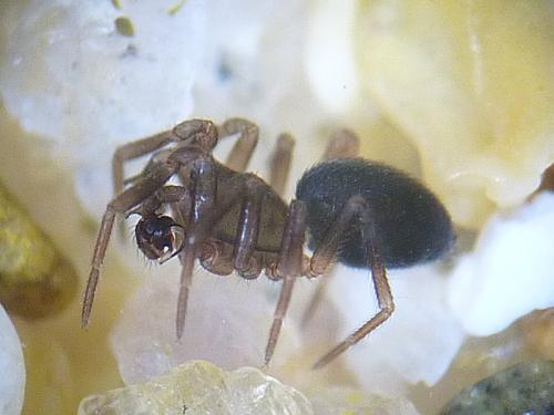 Panamomops sulcifrons
