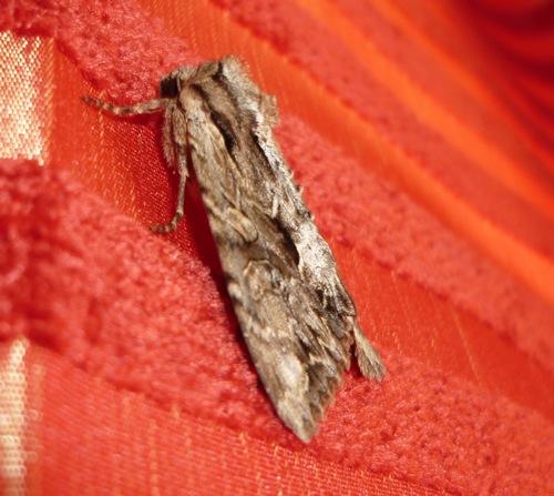 Apamea monoglypha
