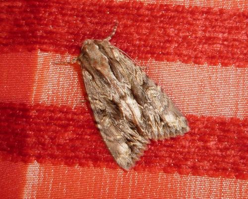 Réf. 51 607 : Apamea monoglypha