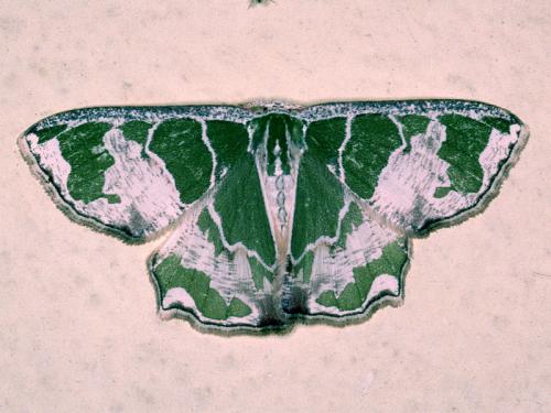 Archichlora marginata