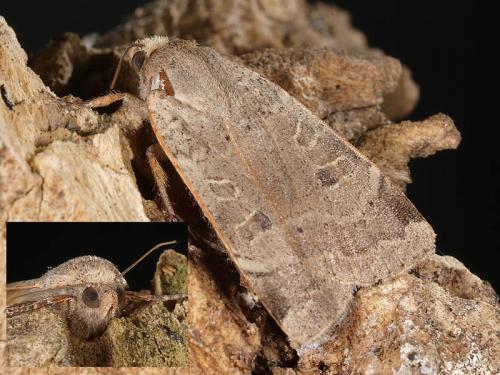 Noctua sp.