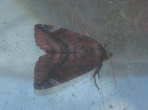Réf. 51 379 : Cosmia pyralina