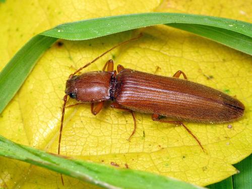 Réf. 51 640 : Athous filicornis