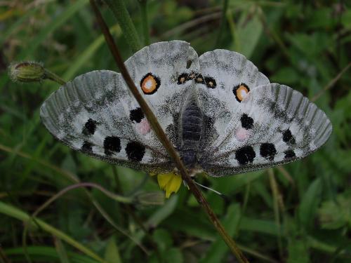 Parnassius apollo
