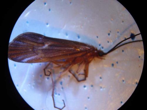 Potamophylax sp.