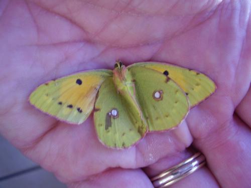 Colias croceus