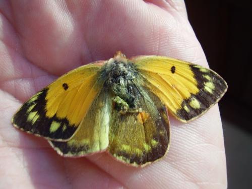 Colias croceus