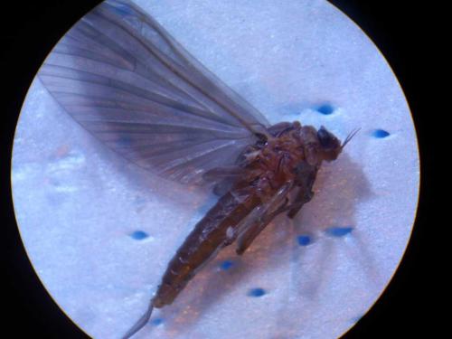 Baetis sp.