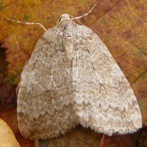 Epirrita sp.