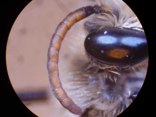 Réf. 51 997 : Colletes sp.