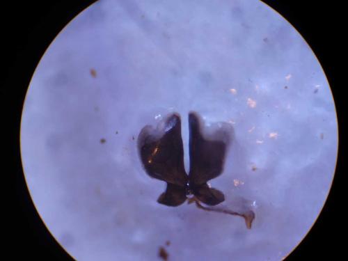 Réf. 51 994 : Colletes sp.