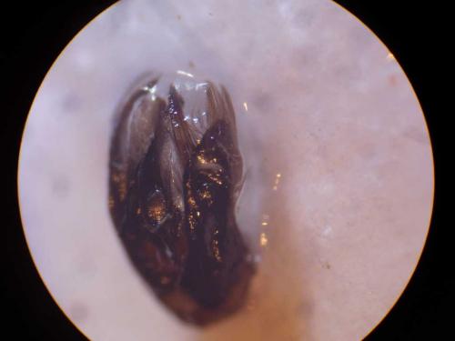 Réf. 51 989 : Colletes sp.