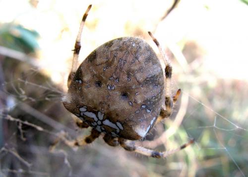 Araneus pallidus