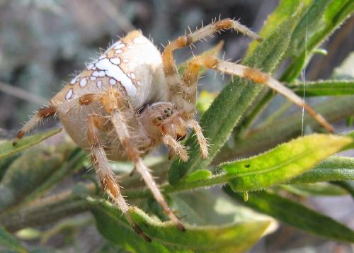 Réf. 51 796 : Araneus pallidus