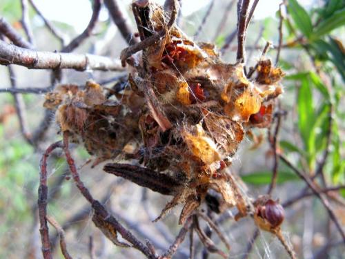 Réf. 51 001 : Araneus pallidus