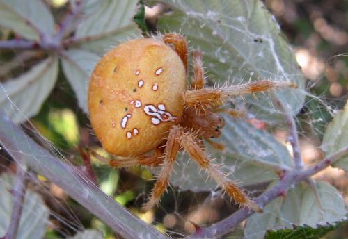 Araneus pallidus