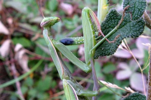 Mantis religiosa