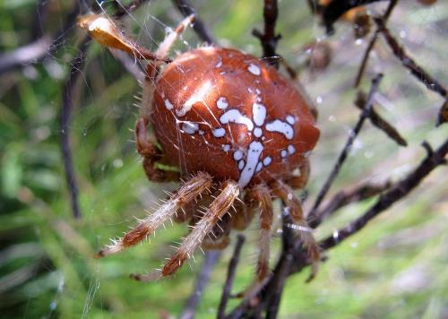 Réf. 51 003 : Araneus pallidus