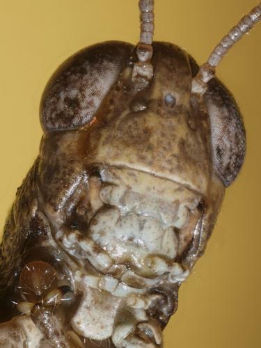 Pezotettix giornae