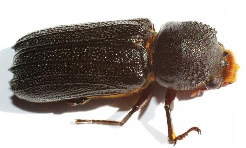 Apate terebrans
