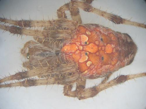 Araneus diadematus