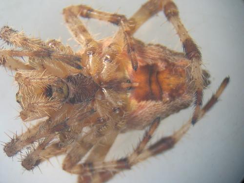 Araneus diadematus