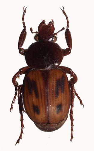 Réf. 51 417 : Clastocnemis quadrimaculatus