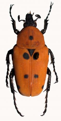 Epixanthis novempunctata