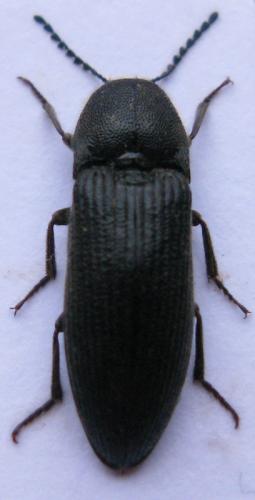 Melanotus punctolineatus