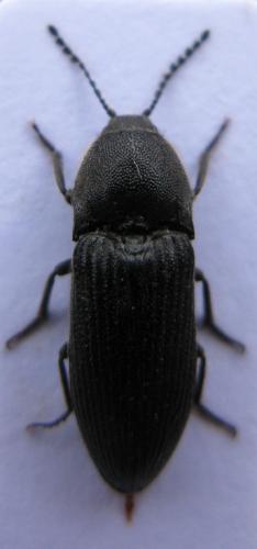 Melanotus punctolineatus