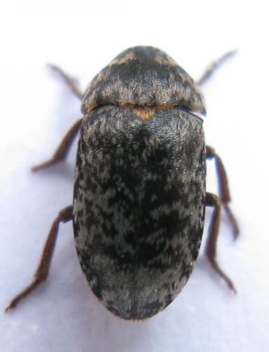 Dermestes sp.
