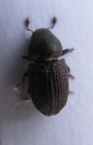 Réf. 51 872 : Hylesinus crenatus