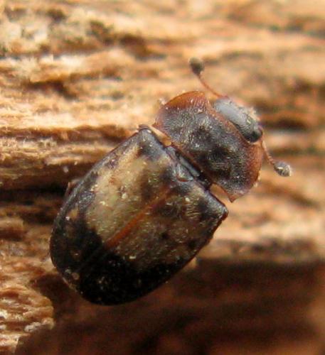 Omosita discoidea
