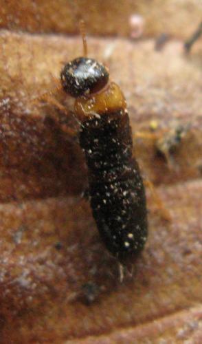 Kalotermes flavicollis
