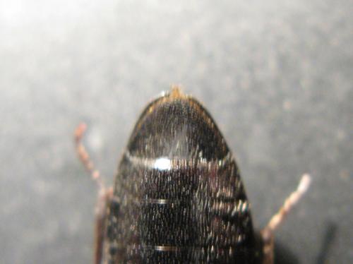 Melanotus punctolineatus