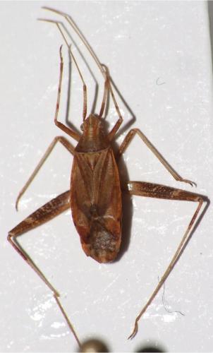 Phytocoris varipes