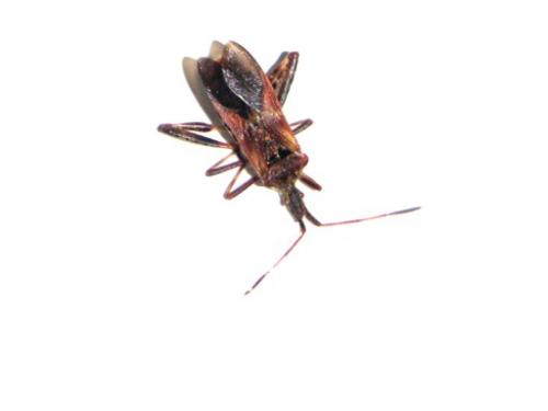 Leptoglossus occidentalis