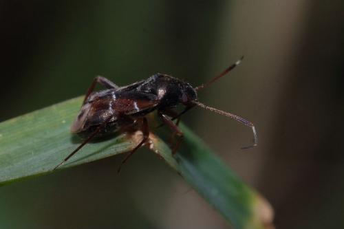 Pilophorus clavatus