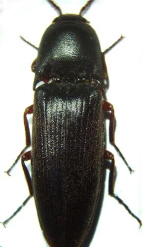 Pittonotus theseus