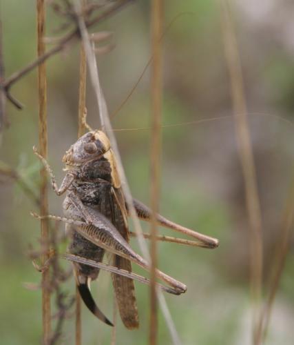 Réf. 51 619 : Platycleis albopunctata