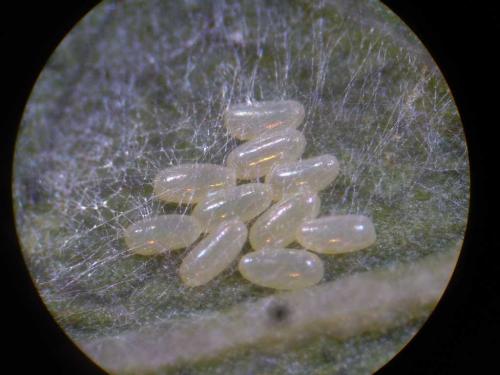 Stenopsocus immaculatus