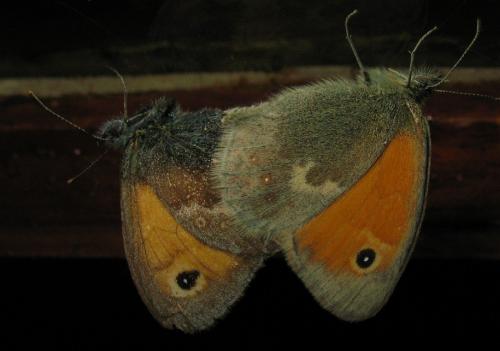Réf. 51 518 : Coenonympha pamphilus