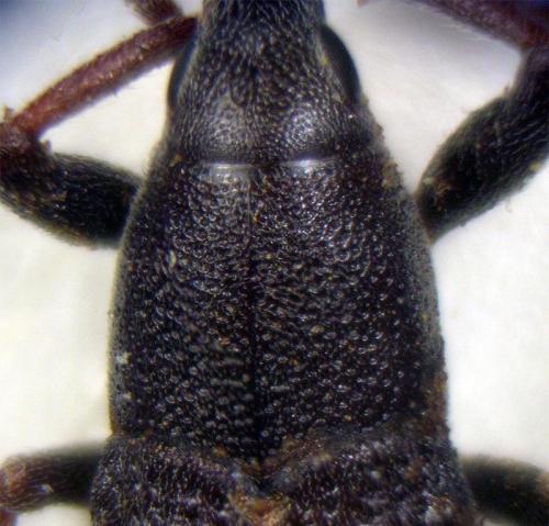 Réf. 51 860 : Lixus acicularis