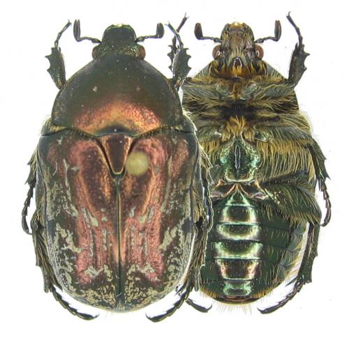 Réf. 51 855 : Netocia agglomerata