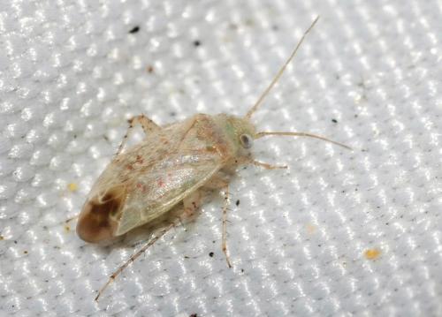 Psallus haematodes