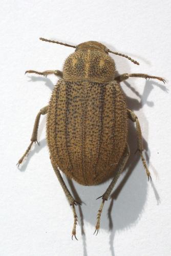 Pterolasia squalida