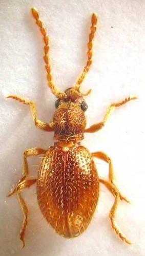 Ptinus sp.