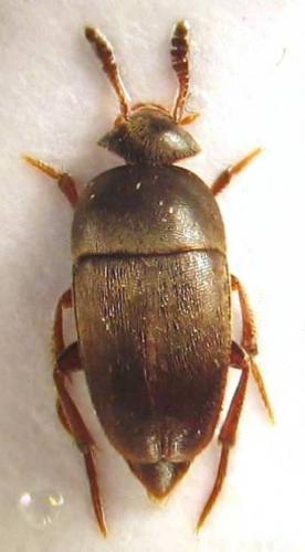 Réf. 51 497 : Ptomaphagus sp.