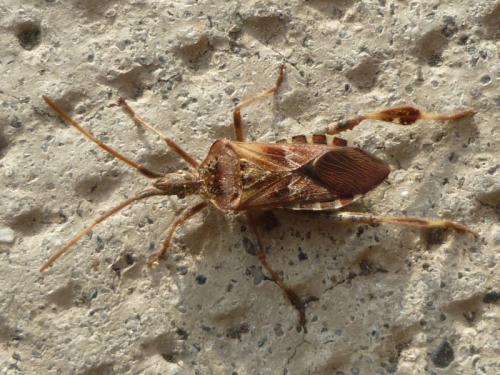 Réf. 51 603 : Leptoglossus occidentalis